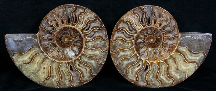 Split Ammonite Pair - Crystal Lined #5950